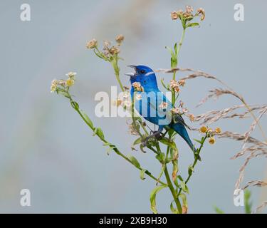 Ein männlicher Indigo-Bunting, der auf einer blühenden Pflanze in einer natürlichen Umgebung thront. Stockfoto