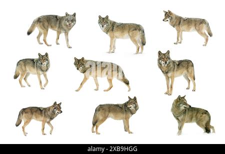 Collage grauer Wolf isoliert auf weißem Hintergrund Stockfoto