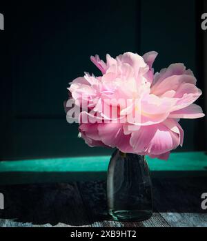 Einzelne frisch geschnittene Pfingstrosenblüte in einer einfachen Glasvase, die vor einem dunklen Hintergrund mit Schatten nach links fällt. Verbleibender Kopierbereich, Stockfoto