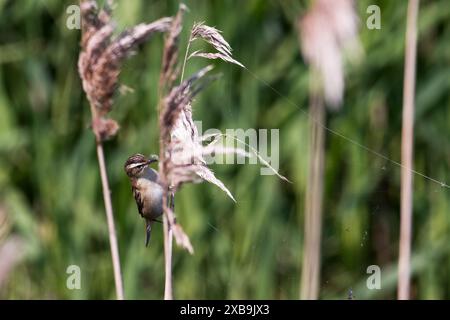 Seggenkraut, Akrocephalus schoenobaenus, der sich an Schilf festhält. Stockfoto