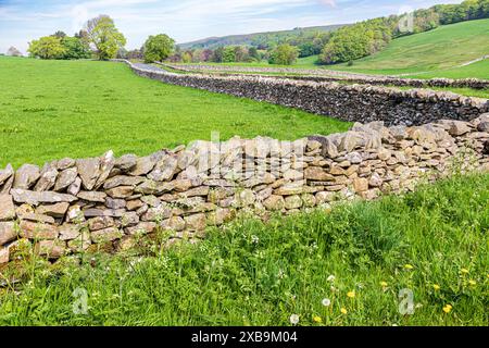 Trockenmauern und Löwenzahn auf den Pennines in der Nähe des Dorfes Clapham, North Yorkshire, England Großbritannien Stockfoto