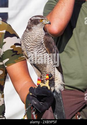 Porträt eines erwachsenen Goschawks, accipiter gentilis auf der Falknerfaust Stockfoto