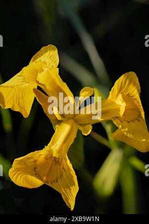 Gelbe Iris blüht Stockfoto
