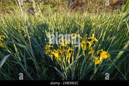 Gelbe Iris blüht Stockfoto