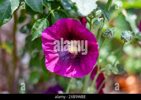 Hollyhock Blume in einem Garten am Straßenrand. Stockfoto