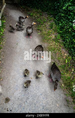 Zwei Greylag-Gänsefamilien, Slimbridge WWT Stockfoto