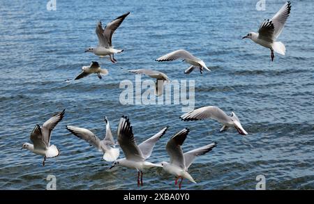 Eine Schar Möwen an einem öffentlichen Strand in Oroklini, Larnaka, Zypern Stockfoto