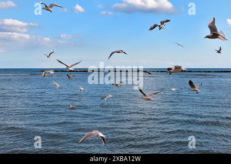 Eine Schar Möwen an einem öffentlichen Strand in Oroklini, Larnaka, Zypern Stockfoto