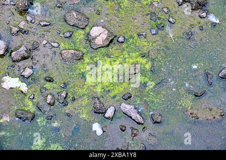 Glasgow, Schottland, Großbritannien. 11. Juni 2024: Blaualgen-Problem Stadtparks sehen Probleme für Wildtiere und Einheimische. Der Bootsteich im Knightswood Park wird entwässert, was das Problem zunichte macht, aber lokale Vögel kämpfen und Nester aus Müll bauen, um mit geschlüpften Küken fertig zu werden, nachdem das Nest durch Entwässerung zerstört wurde. Credit Gerard Ferry /Alamy Live News Stockfoto