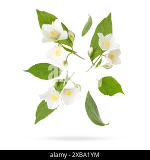 Schöne Jasminblüten mit Blättern in der Luft auf weißem Hintergrund Stockfoto