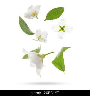 Schöne Jasminblüten mit Blättern in der Luft auf weißem Hintergrund Stockfoto