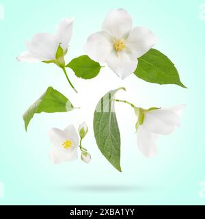 Schöne Jasminblüten mit Blättern in der Luft auf türkisfarbenem Hintergrund Stockfoto