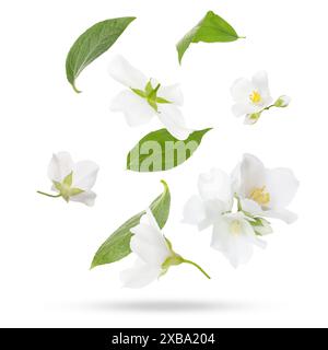 Schöne Jasminblüten mit Blättern in der Luft auf weißem Hintergrund Stockfoto