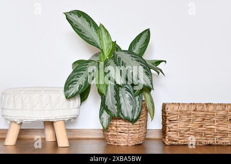 Tropische „Aglaonema Silver Bay“-Zimmerpflanze mit silbernem Muster im Korb vor der weißen Wand Stockfoto