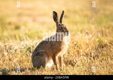 Braunhase – Großbritannien Stockfoto