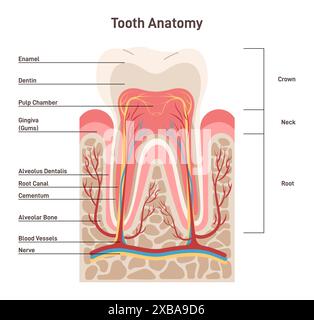 Menschliche Zahnstruktur. Querschnittsschema zur Darstellung von Zahnschichten. Schmelz, Dentin, Pulpa mit Gefässen und Nerven. Banner oder Poster für Zahnmedizin. Illustration des flachen Vektors Stock Vektor