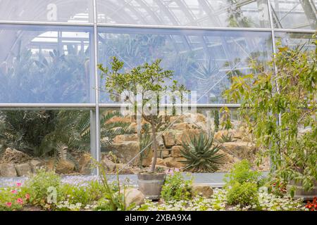 11. Juni 2024, Nordrhein-Westfalen, Köln: Blick auf die fast fertig gestellten Ausstellungsgewächshäuser im Botanischen Garten bei Flora. Foto: Rolf Vennenbernd/dpa Stockfoto