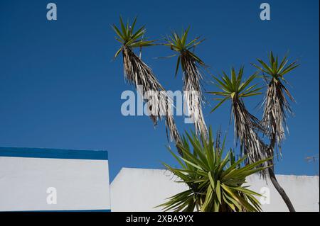 Portugal, Olhao, Algarve Mai 2024 Stockfoto