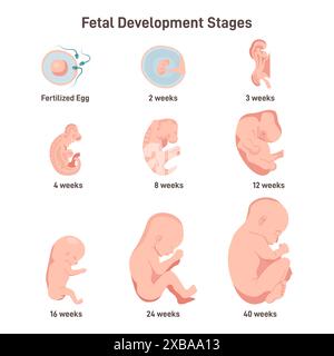 Fetale Entwicklungsstadien festgelegt. Vom befruchteten Ei zum 40-wöchigen Fetus. Der Wachstumsprozess menschlicher Embryonen. Physiologie und Reproduktionskonzept. Illustration des flachen Vektors Stock Vektor