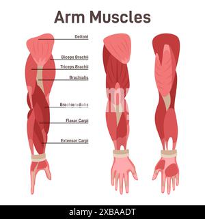 Armmuskelset. Didaktisches Schema der Anatomie des menschlichen Muskelsystems. Arm- und Schultermuskelschema. Bizeps, Trizeps brachii, brachialis, Coracobrachialis und der Anconeus. Illustration des flachen Vektors Stock Vektor