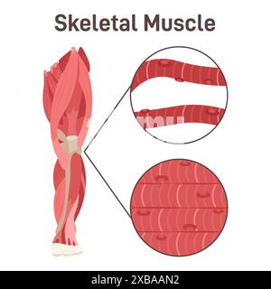 Skelettmuskelstruktur. Anatomie der Beinmuskulatur. Didaktisches Schema der Anatomie des menschlichen Muskelsystems. Freiwillige Kontrollzellen. Illustration des flachen Vektors Stock Vektor