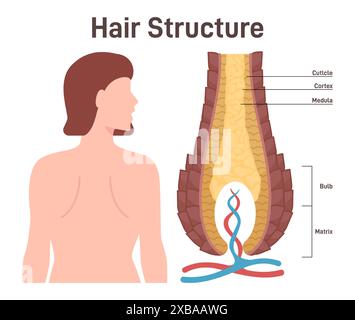 Haarstruktur. Querschnitt des menschlichen Haares mit Hautpapilla, Follikel und Blutfluss. Haarbulbenschema mit Membranmatrix. Illustration des flachen Vektors Stock Vektor