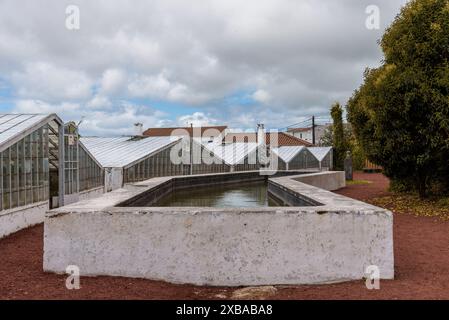 Ponta Delgada, Portugal - 8. Juli 2022: Ananasplantage in einem Gewächshaus auf der Insel Sao Miguel. Stockfoto