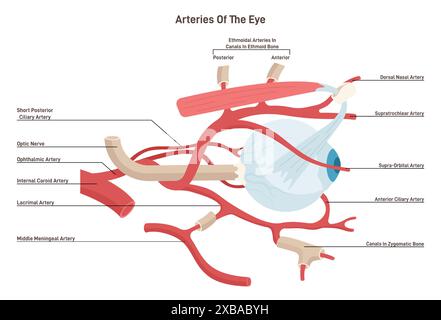 Menschliche Augenarterien. Arteria ophthalmica und Arteria centralis retinae. Die Blutversorgung menschlicher Sehorgane. Anatomische Struktur. Gesunder Augapfel mit Muskeln und Blutgefäßen. Illustration des flachen Vektors Stock Vektor