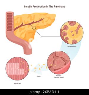 Insulinproduktionsmechanismus. B-Zellen des Pankreas setzen Insulin frei. Stoffwechselwirkungen des Insulins im quergestreiften Muskel. Illustration des flachen Vektors Stock Vektor