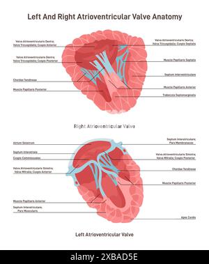 Querschnitt des menschlichen Herzens. Linke und rechte atrioventrikuläre Klappenstruktur. Markierter Lehrplan der Herzanatomie. Illustration des flachen Vektors Stock Vektor