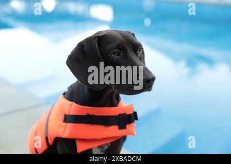 Hunderetter in Schwimmweste in der Nähe des Schwimmbeckens im Freien, Nahaufnahme Stockfoto