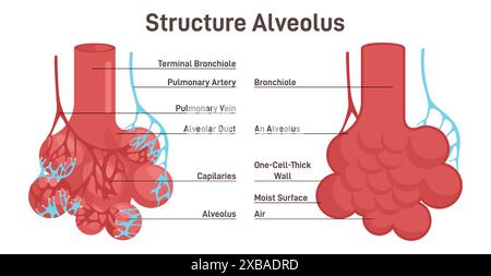 Alveolusstruktur. Atemmembran der Alveolen, Sauerstoff- und Kohlendioxidaustausch zwischen Alveolen und Kapillaren, externer Atemmechanismus. Illustration des flachen Vektors Stock Vektor