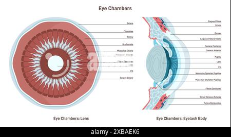 Anatomie des menschlichen Auges. Vision Augapfel Vordersegment Nahquerschnitt anatomische Struktur. Gesundes Sehorgan. Illustration des flachen Vektors Stock Vektor