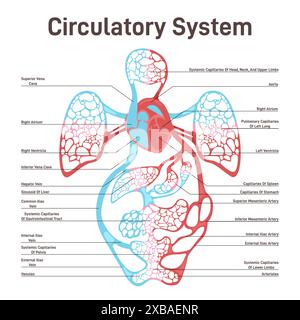 Das Blutkreislaufsystem des menschlichen Körpers. Großer und kleiner Blutkreis, Herz pumpt zu allen anderen Organen und Hauptarterien und Venen Mechanismus. Illustration des flachen Vektors Stock Vektor
