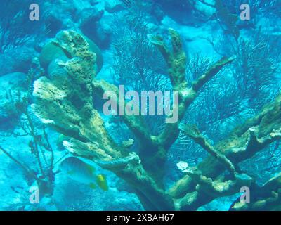 Elkhornkoralle (Acropora palmata) eine wichtige riffbildende Koralle in der Karibik und eine vom Aussterben bedrohte Art (Bonaire, Karibik Niederlande) Stockfoto