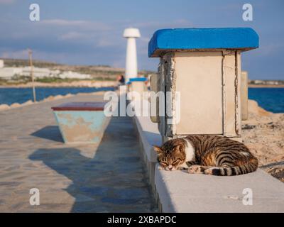 Nicht-Ahnentafel gestromte Katze mit geschlossenen Augen, die sich an der Strandpromenade in Ayia Napa ausruhen und entspannen kann. Leuchtturm und blaues Wasser am Horizont. Stockfoto