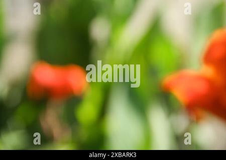 Verschwommenes oder unscharfes Bild von Canna indica oder indischer Shot Blume, die blüht und von der Morgensonne beleuchtet wird Stockfoto