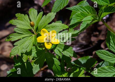 Gelbe Anemone, gelbe Holzanemone oder Buttercup Anemone, lateinisch Anemonoides ranunculoides oder Anemone ranunculoides. Stockfoto