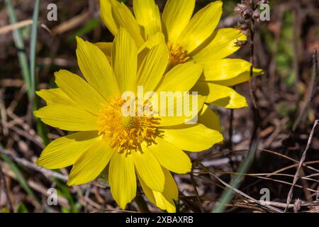 Fasanenauge oder gelbes Fasanenauge Adonis vernalis blüht in der Frühlingssteppe. Stockfoto