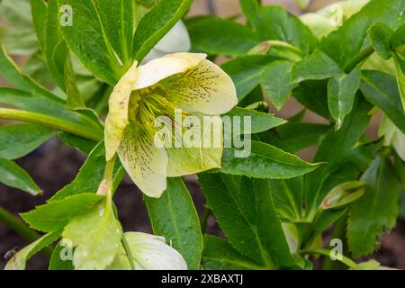 Reine weiße und rosa weiße Weihnachtsrose Helleborus Niger blüht Nahaufnahme. Frühjahrsblumen. Hintergrund mit Blumenmotiv im Frühling. Stockfoto