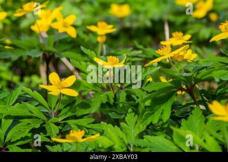 Gelbe Anemone, gelbe Holzanemone oder Buttercup Anemone, lateinisch Anemonoides ranunculoides oder Anemone ranunculoides. Stockfoto