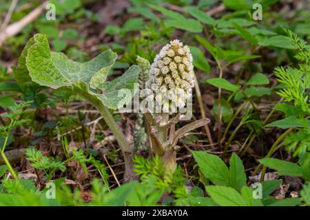 Butterbur, Pestilenzwürze, Petasites hybridus.Blossom, Common Butterbur. Eine blühende Butterbur-Petasiten-Hybridus-Blume im Met Stockfoto