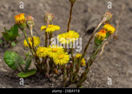 Fohlen-Blüte im Frühlingswald, Mutter- und Stiefmutter-erste Blüten. Blühende Tussilago farfara im april. Stockfoto