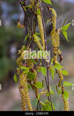 Ein Birkenzweig mit grünen Blättern und Ohrringen. Allergien durch Frühlingsblüten und Pollen. Stockfoto