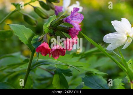 Lebendige und helle Pulmonaria-Blüten auf grünen Blättern Hintergrund aus nächster Nähe. Stockfoto