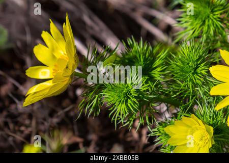 Fasanenauge oder gelbes Fasanenauge Adonis vernalis blüht in der Frühlingssteppe. Stockfoto