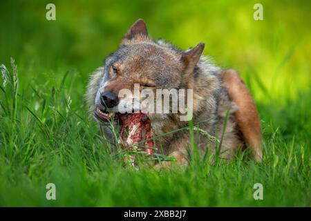 Eurasischer Wolf / Grauwolf (Canis Lupus Lupus) nagt an Fleisch und Knochen seiner Beute in Grasland / Wiese Stockfoto