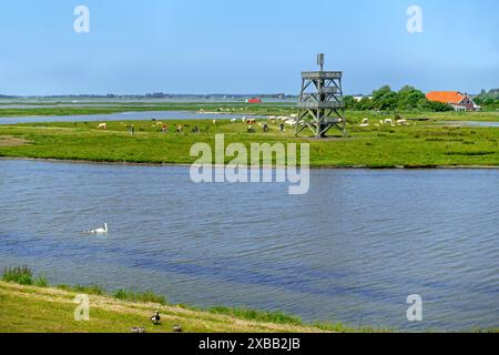 Aussichtsturm am Plan Tureluur, Naturschutzgebiet bei Kerkwerwe auf der Insel Schouwen-Duiveland, Zeeland, Niederlande Stockfoto