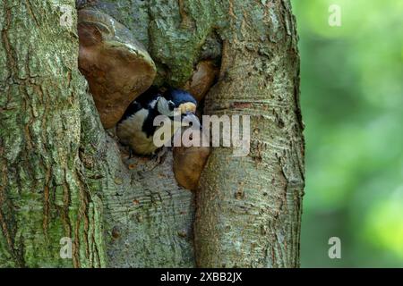 Großspecht (Dendrocopos Major) erwachsener männlicher, der im Frühjahr Küken im Wald gefüttert hat, im Baumstamm ein Nest verlässt Stockfoto