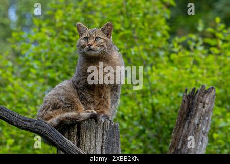 Jagd auf die Europäische Wildkatze (Felis silvestris silvestris), die im Frühjahr im Wald nach Beute aus toten Baumstämmen sucht Stockfoto
